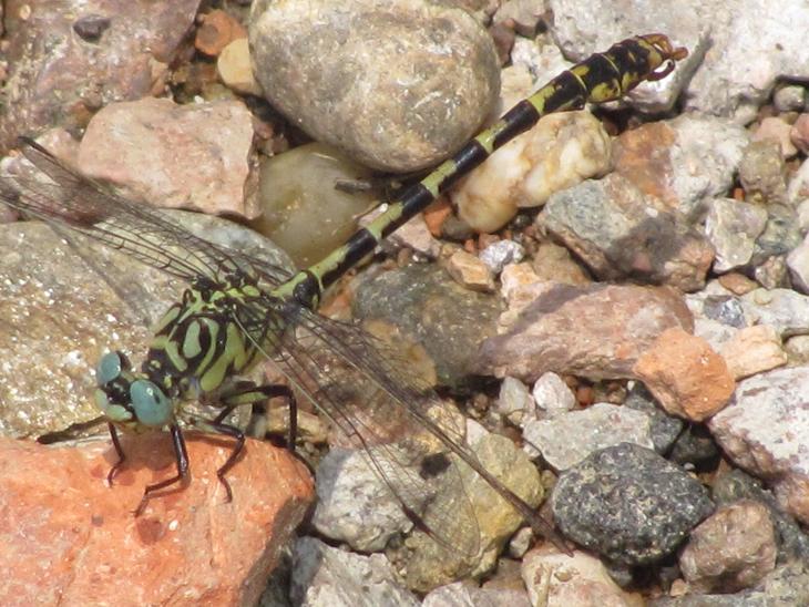 Altra Odonata da ID